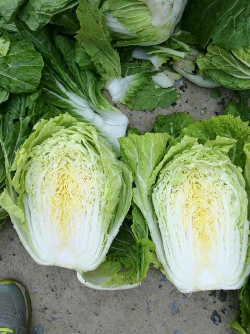 大白菜毛菜7斤以上