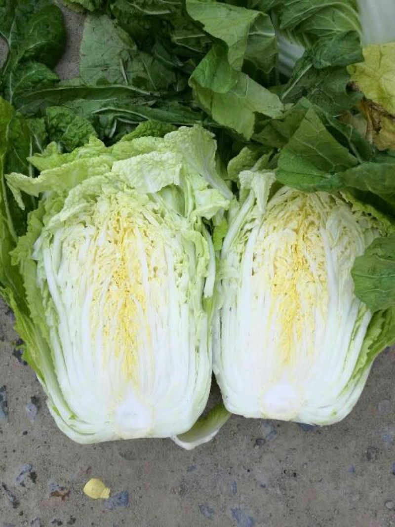 大白菜毛菜7斤以上