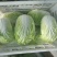 大白菜毛菜7斤以上