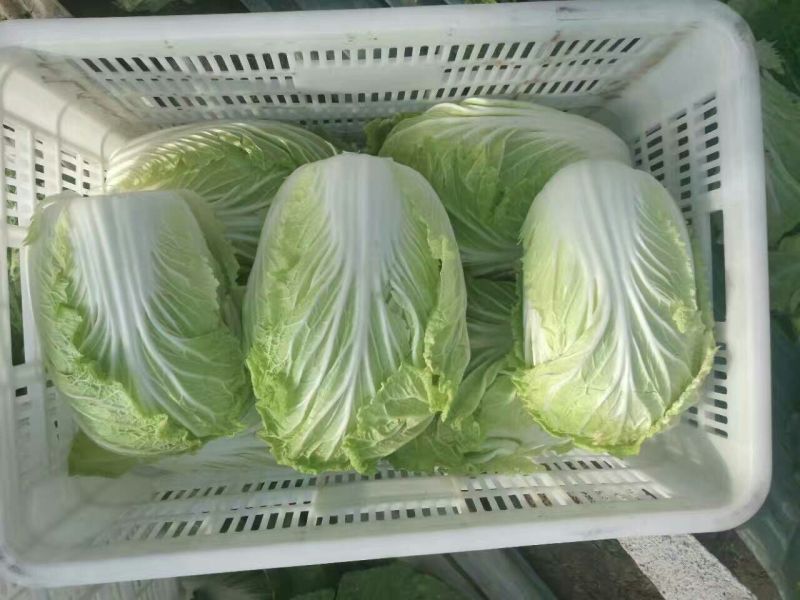 大白菜毛菜7斤以上