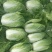 大白菜毛菜7斤以上