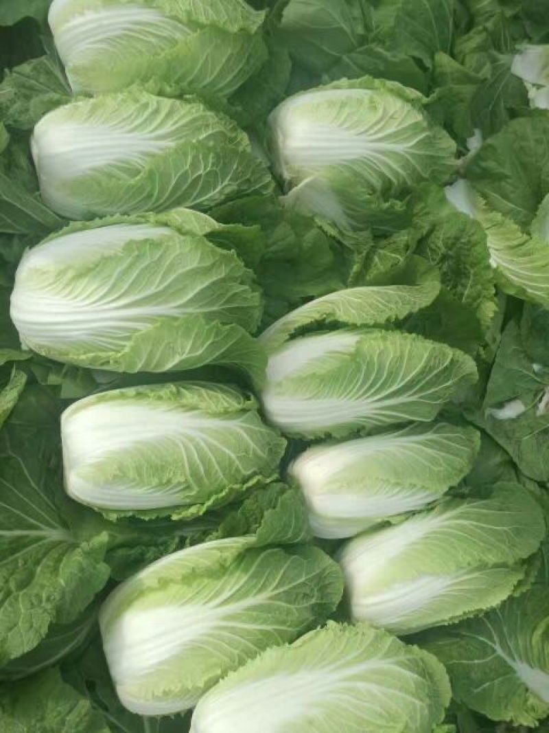 大白菜毛菜7斤以上