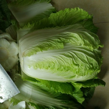 大白菜毛菜7斤以上