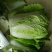 大白菜毛菜7斤以上