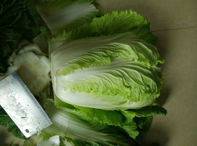 大白菜毛菜7斤以上