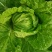 大白菜毛菜7斤以上