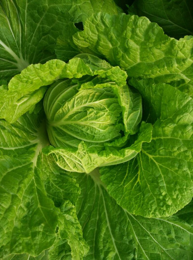 大白菜毛菜7斤以上