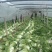 大白菜毛菜7斤以上