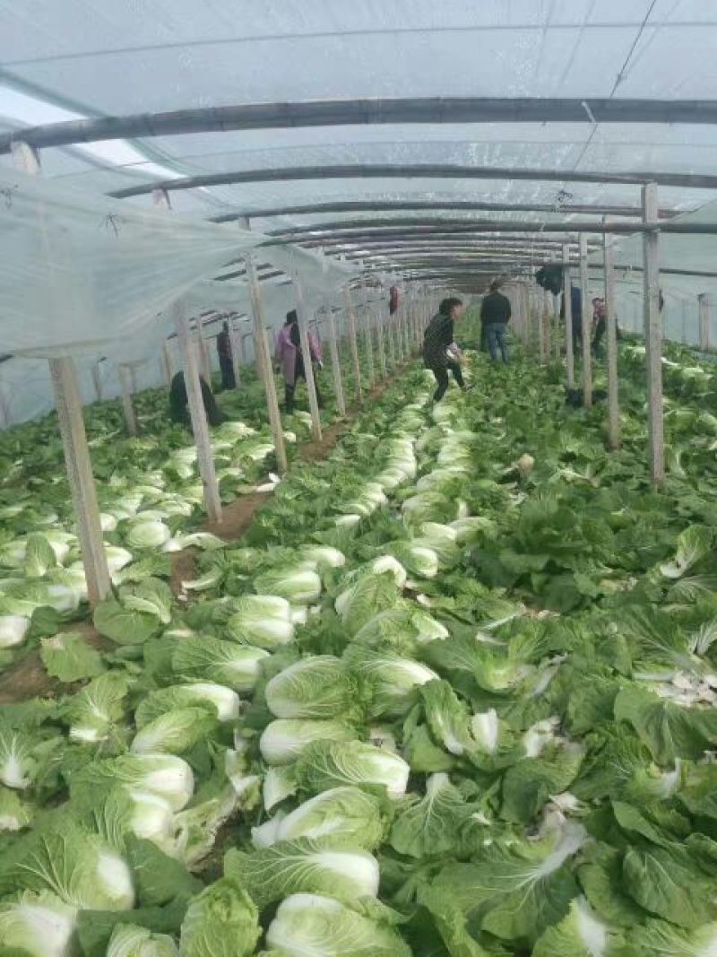 大白菜毛菜7斤以上