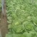 大白菜毛菜7斤以上