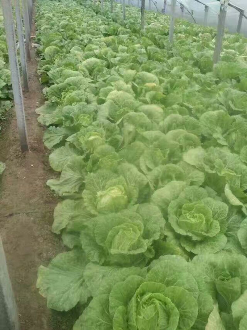 大白菜毛菜7斤以上