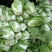 大白菜毛菜7斤以上