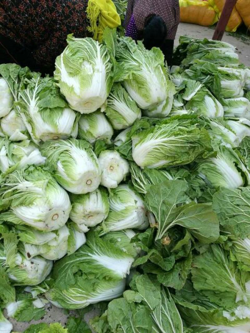 大白菜毛菜7斤以上