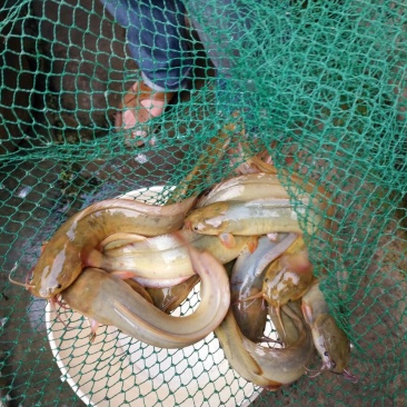 胡子鲶食用