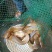 胡子鲶食用