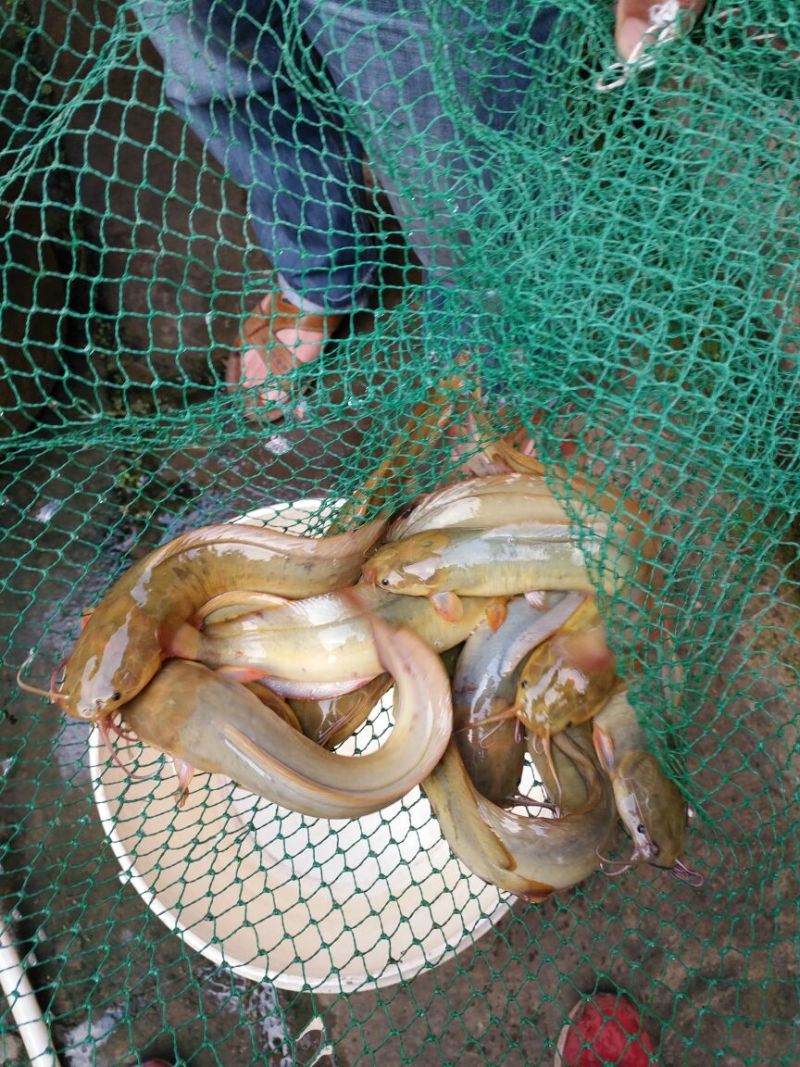 胡子鲶食用