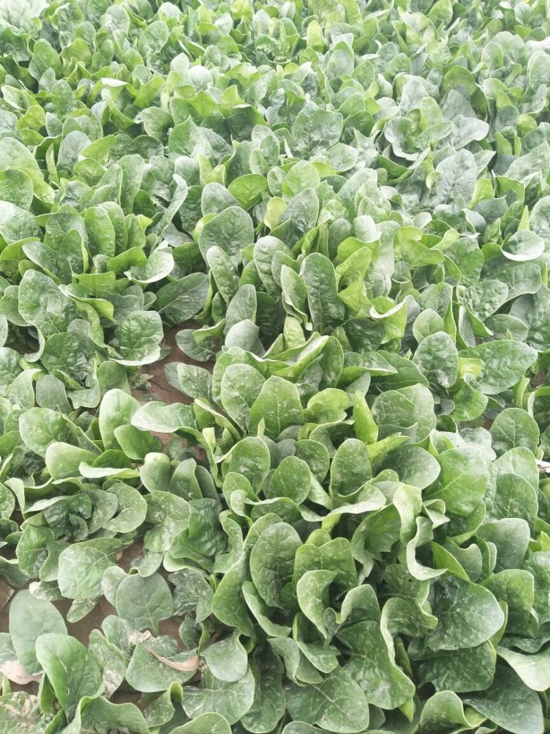 越冬菠菜25~30厘米