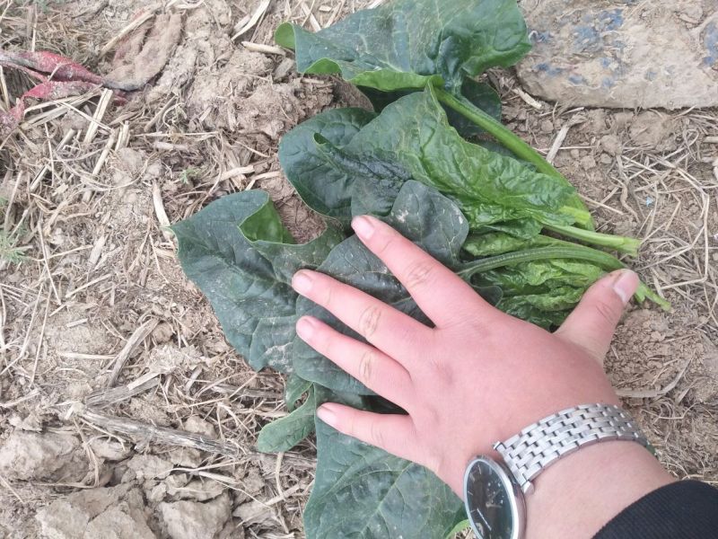 越冬菠菜25~30厘米