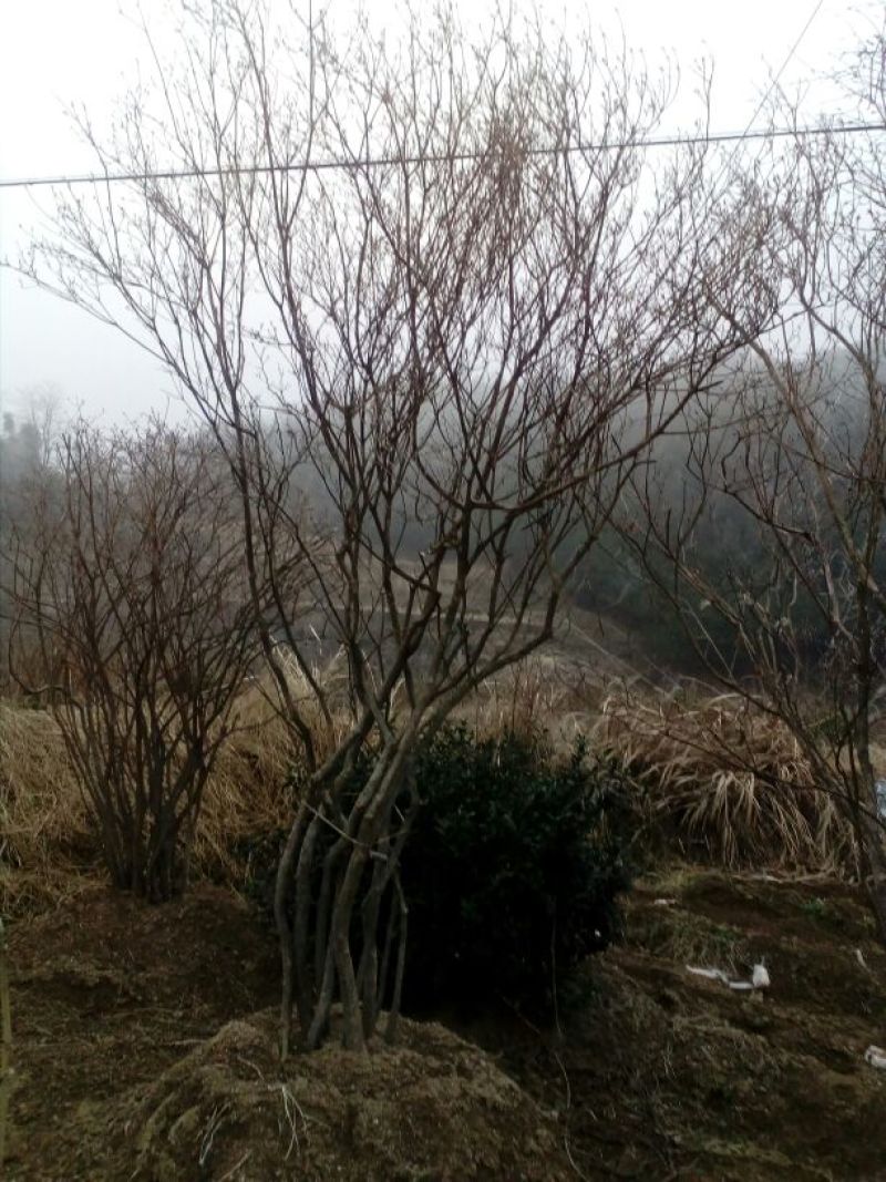 映山红5~10cm