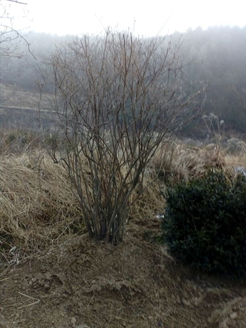 映山红5~10cm