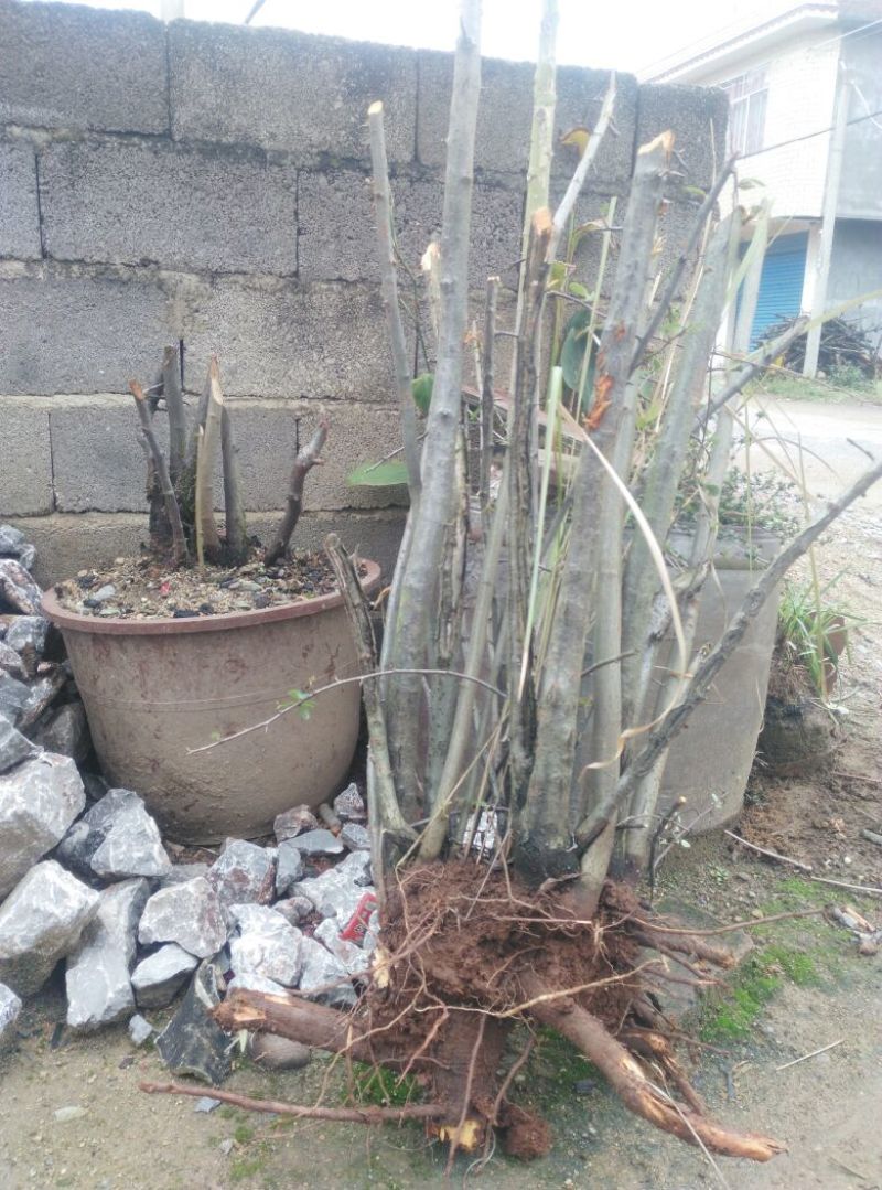 火棘30~50cm