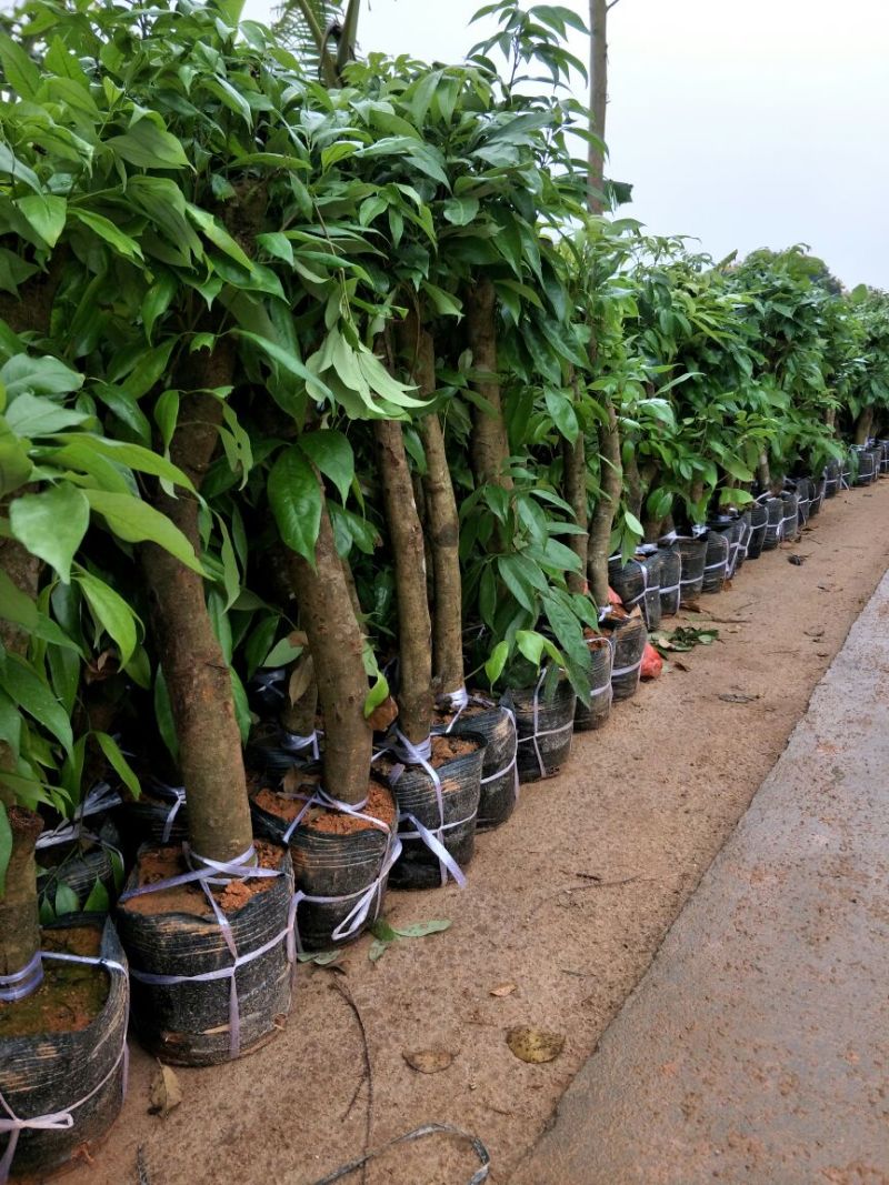 荔枝桩头(占地用)50~80cm