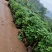 荔枝桩头(占地用)50~80cm