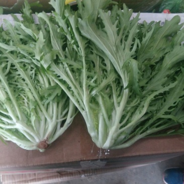 苦菊20~25cm