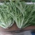 苦菊20~25cm