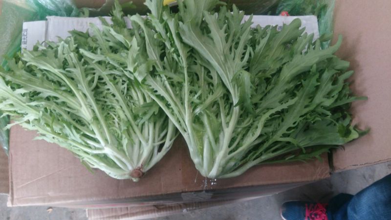 苦菊20~25cm