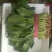 【精品】河北菠菜规格齐全货源充足稳定供货对接商超档口