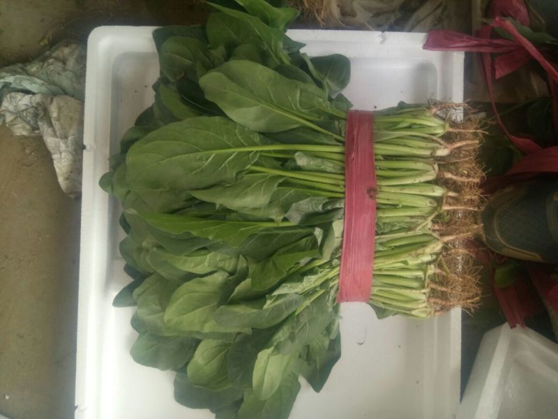 【精品】河北菠菜规格齐全货源充足稳定供货对接商超档口