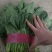 【精品】河北菠菜规格齐全货源充足稳定供货对接商超档口
