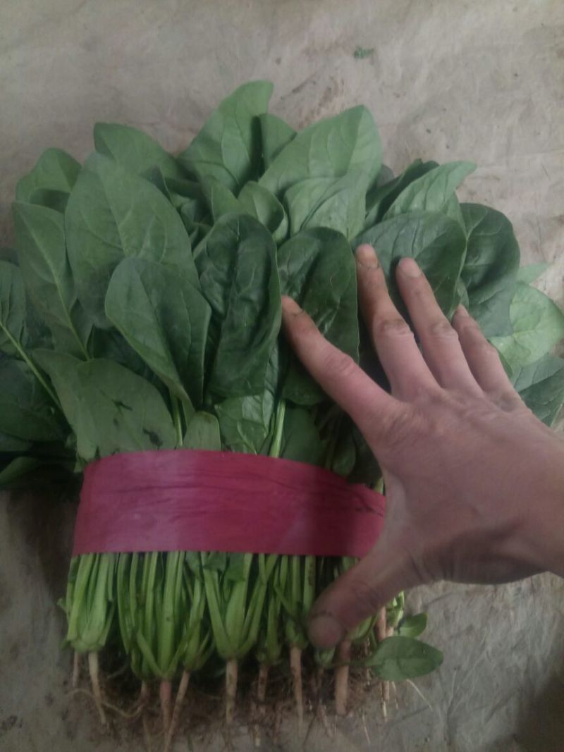 【精品】河北菠菜规格齐全货源充足稳定供货对接商超档口