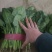 【精品】河北菠菜规格齐全货源充足稳定供货对接商超档口
