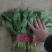 【精品】河北菠菜规格齐全货源充足稳定供货对接商超档口