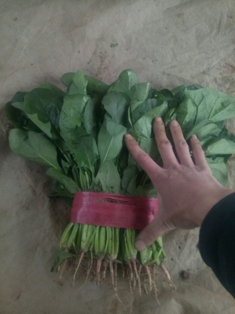 【精品】河北菠菜规格齐全货源充足稳定供货对接商超档口