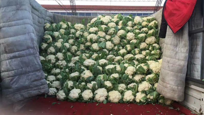 菜花1斤紧密乳白