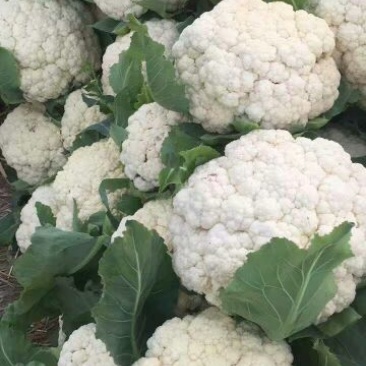 菜花1斤紧密乳白