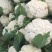 菜花1斤紧密乳白