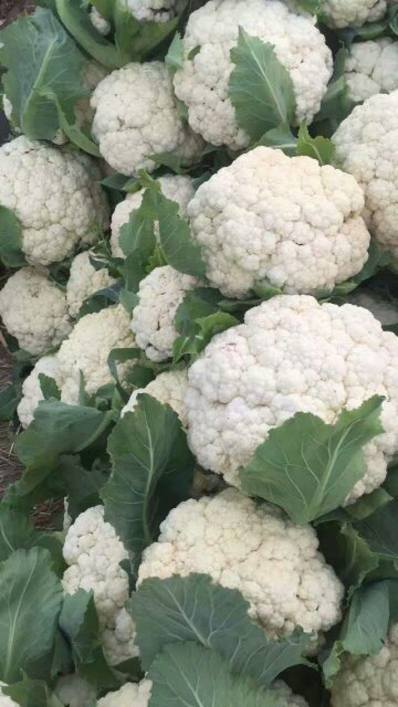 菜花1斤紧密乳白