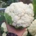 菜花1斤紧密乳白