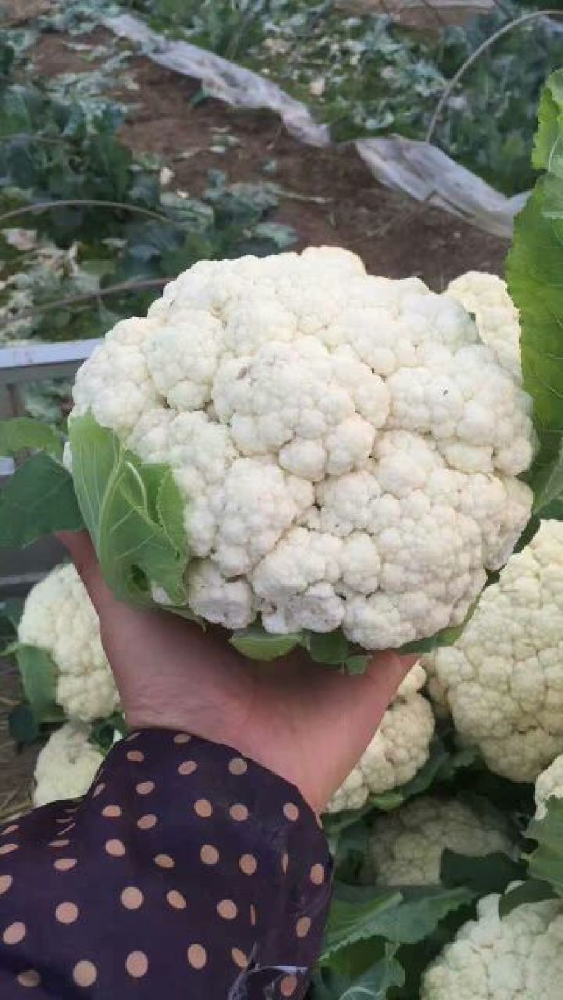 菜花1斤紧密乳白