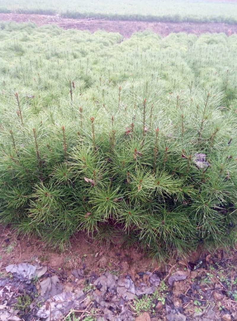 白皮松20~30cm