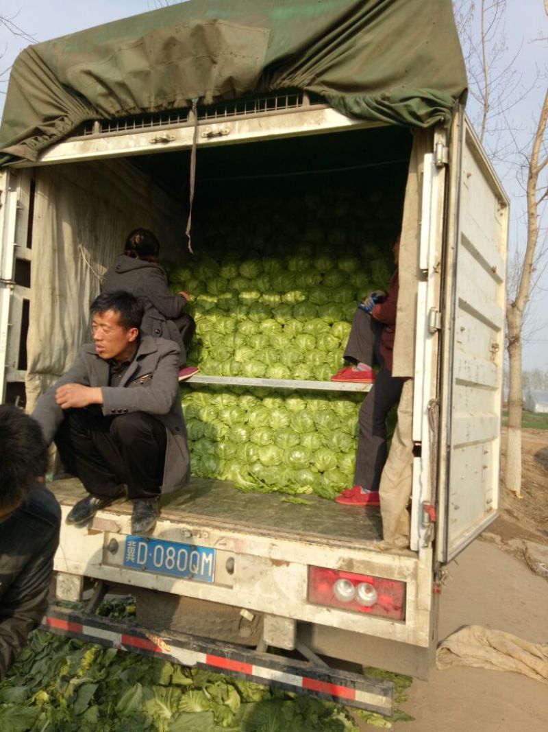甘蓝，翠绿，宣菜，电商，超市，批发市场货都有！