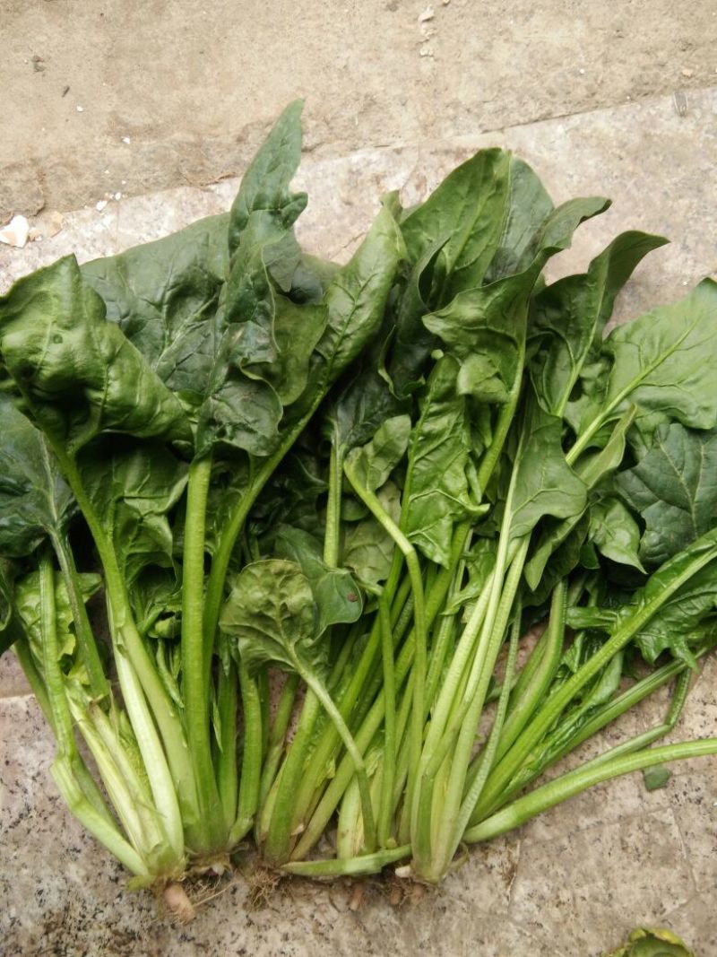 越冬菠菜30~35厘米