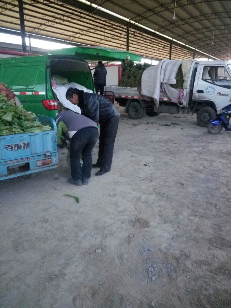 大叶菠菜25~30厘米