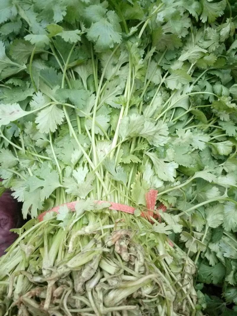 大叶菠菜25~30厘米