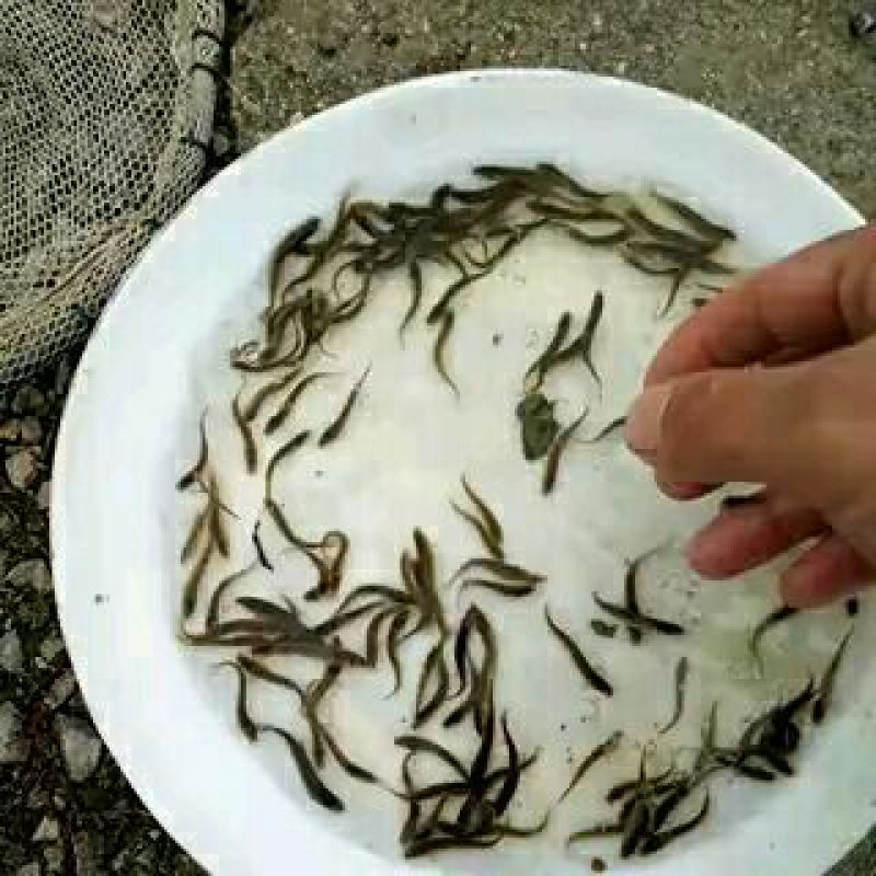 泥鳅苗支持送货上门，货到付款