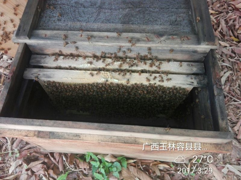 广西特产龙眼树的龙眼蜜包装2斤农家果树下的中华蜂蜜